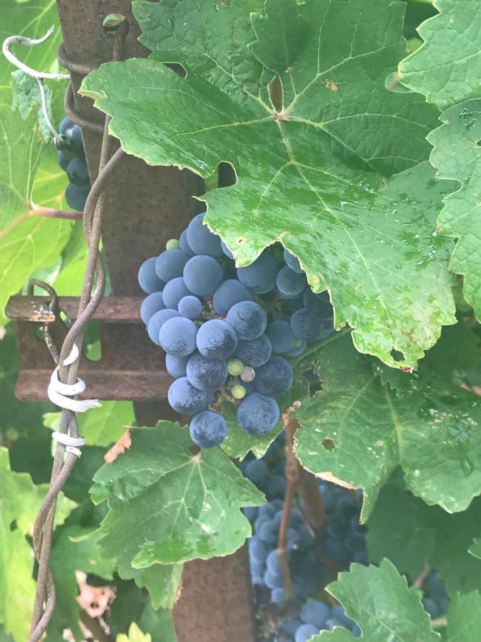Domaine De Peilhan Roujan 外观 照片