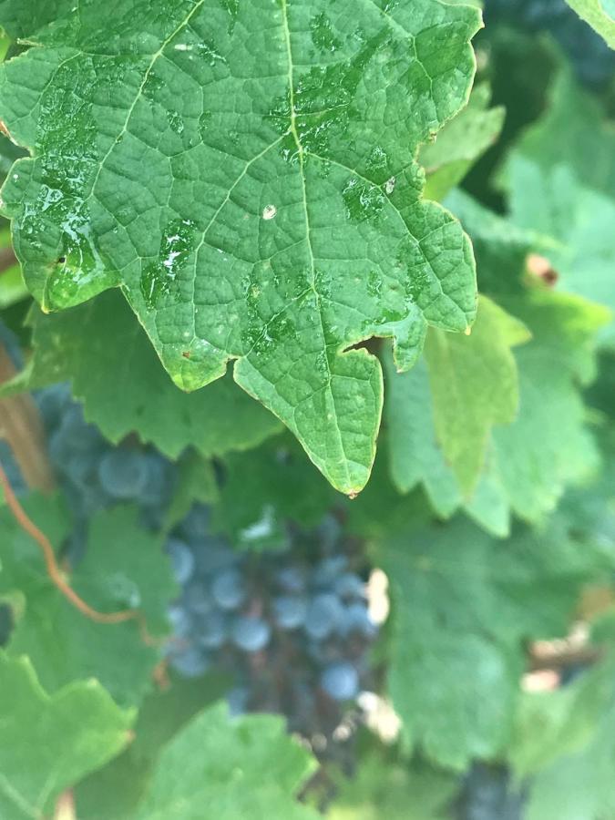 Domaine De Peilhan Roujan 外观 照片