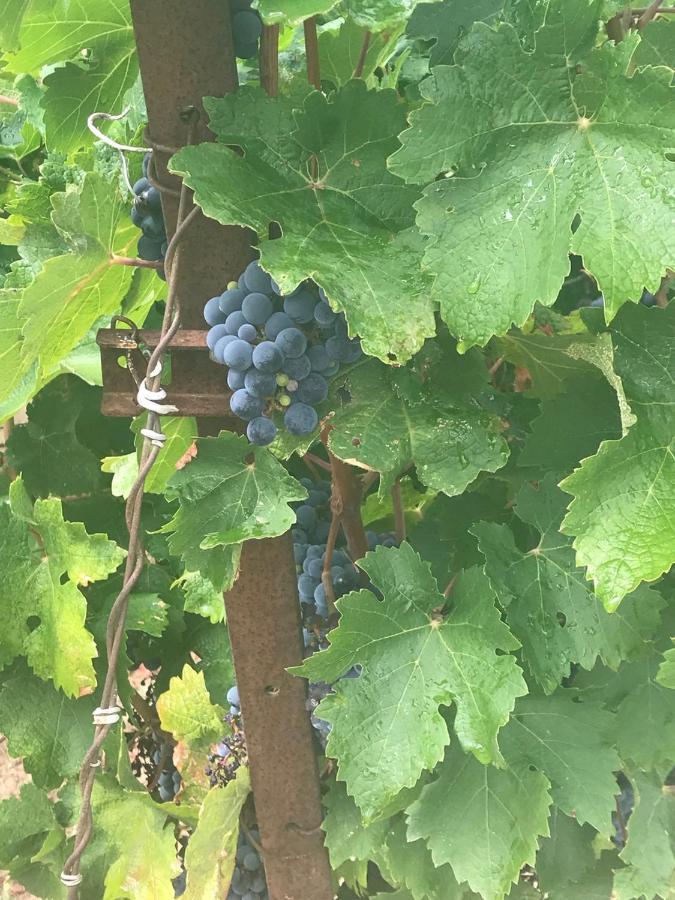 Domaine De Peilhan Roujan 外观 照片
